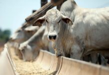 Template Colunistas – Yhuldes Giovani