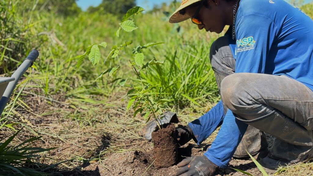 Da produção ao plantio: mudas da Ambiental MS Pantanal reforçam a restauração ambiental na Serra da Bodoquena