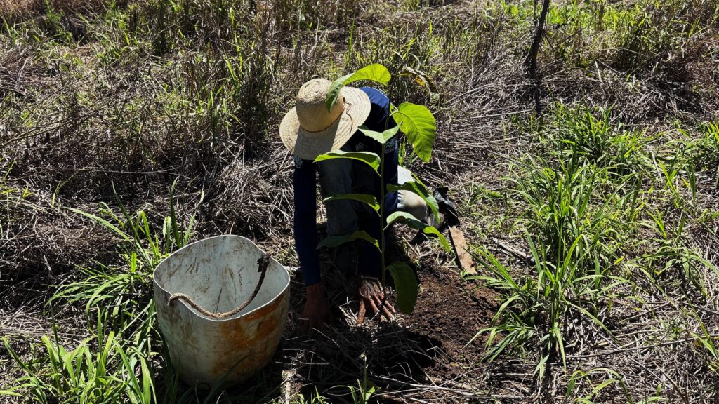 Da produção ao plantio: mudas da Ambiental MS Pantanal reforçam a restauração ambiental na Serra da Bodoquena