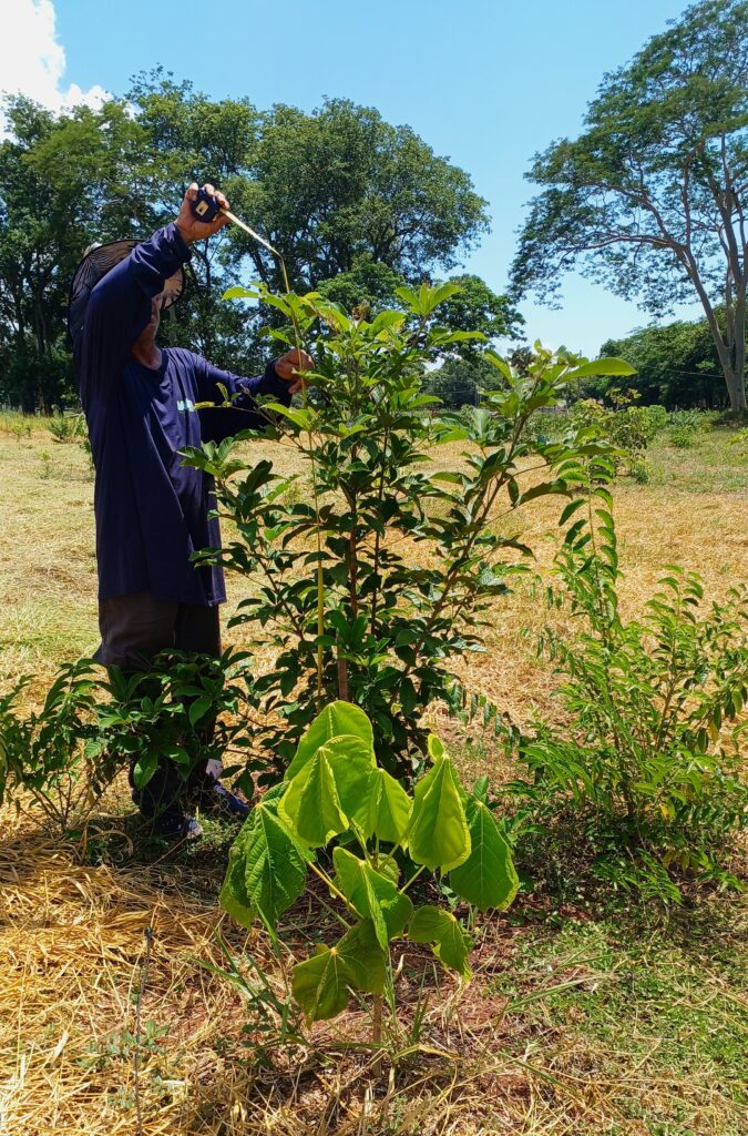 Da produção ao plantio: mudas da Ambiental MS Pantanal reforçam a restauração ambiental na Serra da Bodoquena