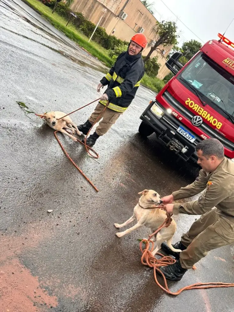 Bombeiros resgatam cães que estavam em poço de cinco metros e com água