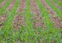 Template Colunistas – Yhuldes Giovani