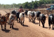 Template Colunistas – Yhuldes Giovani