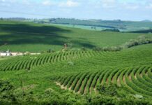 Template Colunistas – Yhuldes Giovani