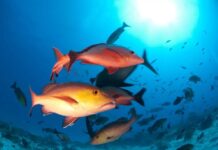 Template Colunistas – Yhuldes Giovani