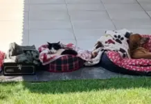 Template Colunistas – Yhuldes Giovani