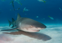 Template Colunistas – Yhuldes Giovani