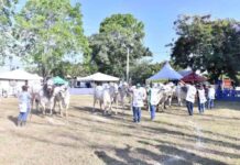 Template Colunistas – Yhuldes Giovani