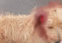 Template Colunistas – Yhuldes Giovani