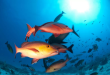 Template Colunistas – Yhuldes Giovani