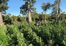 Template Colunistas – Yhuldes Giovani