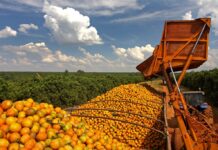 Template Colunistas – Yhuldes Giovani