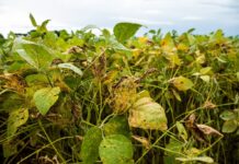 Template Colunistas – Yhuldes Giovani