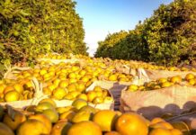 Template Colunistas – Yhuldes Giovani