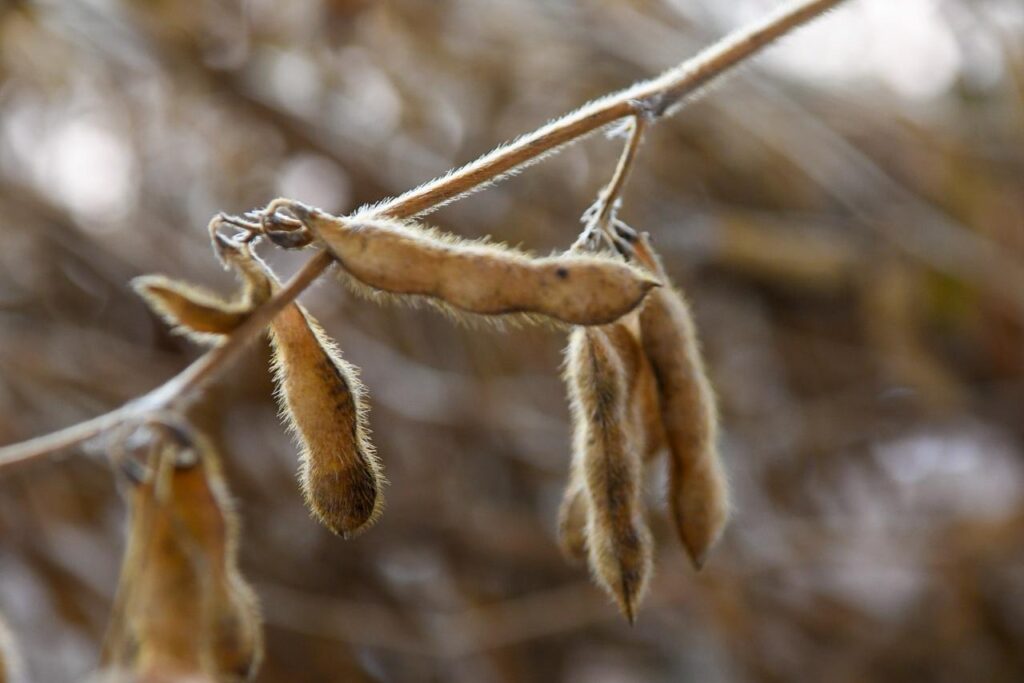 Festa do Pé de Soja Solteiro movimentou Laguna Carapã com tradição, tecnologia e safra em alta