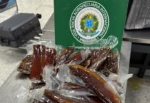 Template Colunistas – Yhuldes Giovani