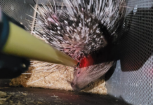 Template Colunistas – Yhuldes Giovani