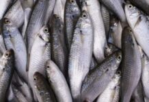 Template Colunistas – Yhuldes Giovani