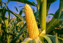 Template Colunistas – Yhuldes Giovani