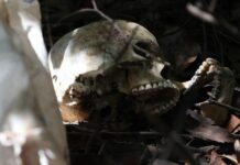 Template Colunistas – Yhuldes Giovani