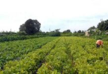 Template Colunistas – Yhuldes Giovani