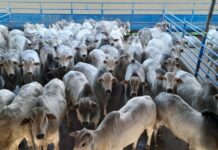 Template Colunistas – Yhuldes Giovani