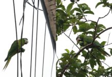 Template Colunistas – Yhuldes Giovani