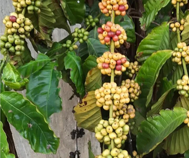 No Dia do Café, relembre a visita da rainha Elizabeth ao Instituto Agrícola de Campinas No Dia do Café, relembre a visita da rainha Elizabeth ao Instituto Agrícola de Campinas