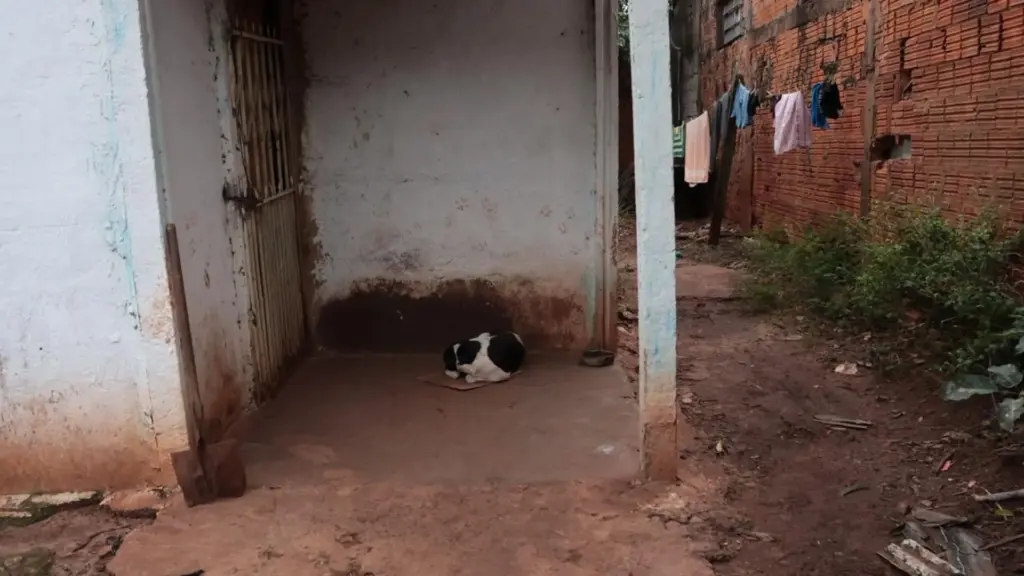 Tutor suspeito de torturar cadela até a morte é preso Tutor suspeito de torturar cadela até a morte é preso