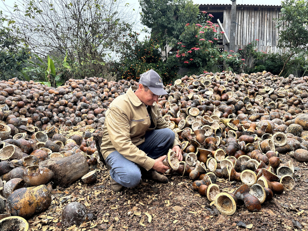 Plano Safra: produtor gaúcho usa linha de custeio para cultivo de porongos Plano Safra: produtor gaúcho usa linha de custeio para cultivo de porongos