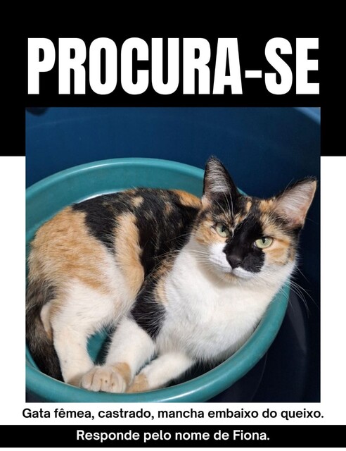 Moradores denunciam envenenamento e sumiço de gatos Moradores denunciam envenenamento e sumiço de gatos
