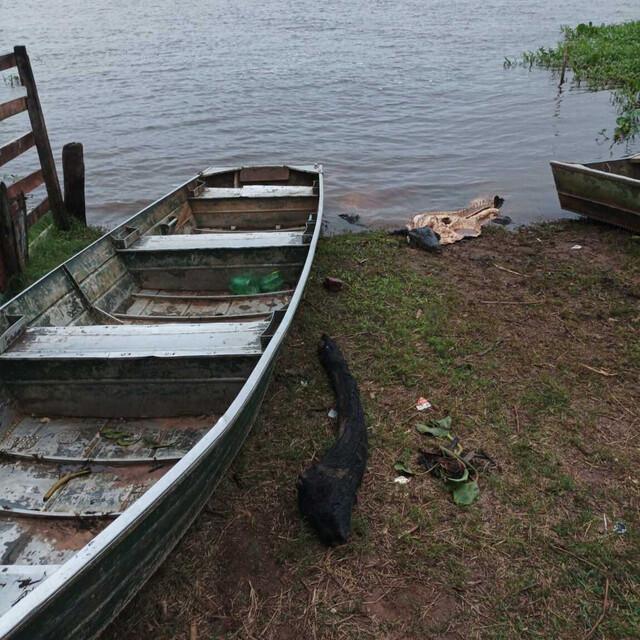 Polícia prende suspeitos de caçar jacarés e furtar gado no Pantanal Polícia prende suspeitos de caçar jacarés e furtar gado no Pantanal