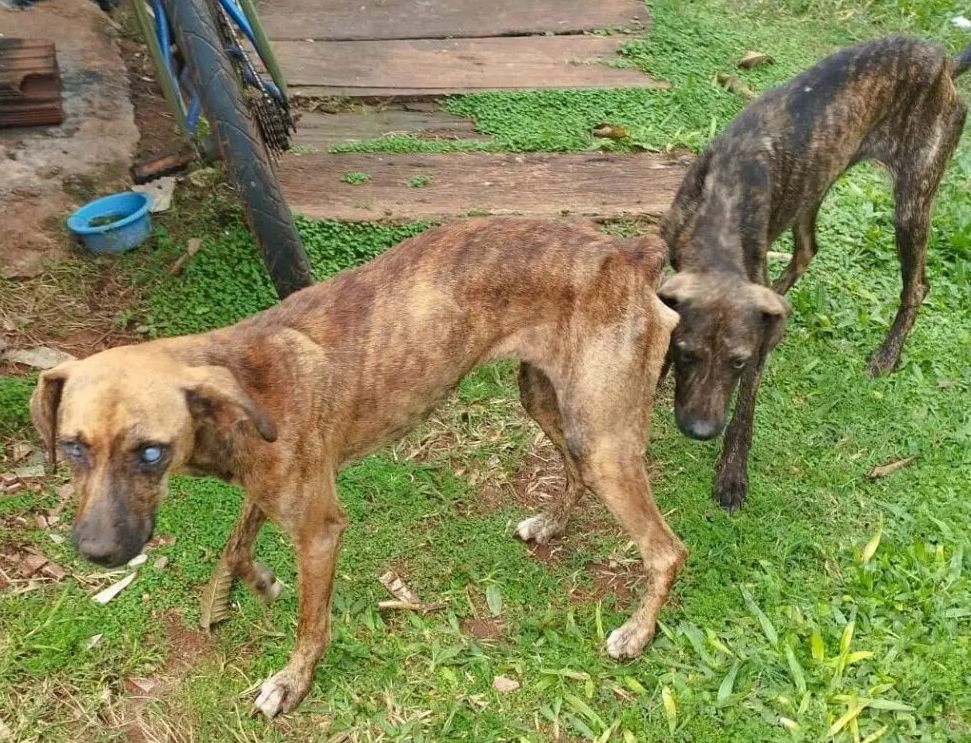 Animais em situação de abandono são resgatados após denúncias