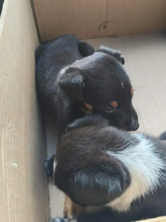 Animais em situação de abandono são resgatados após denúncias