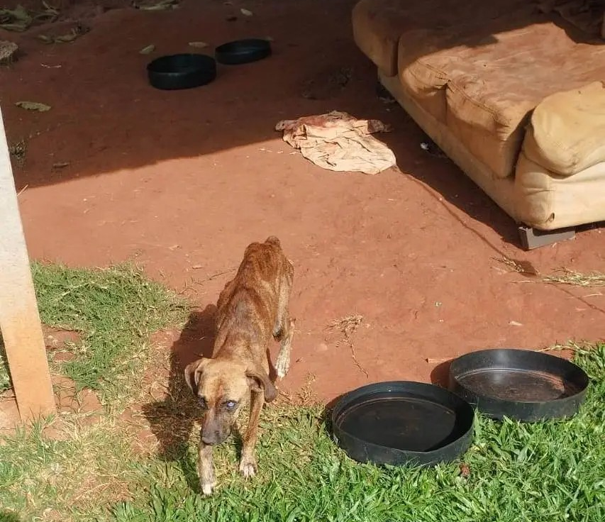 Animais em situação de abandono são resgatados após denúncias