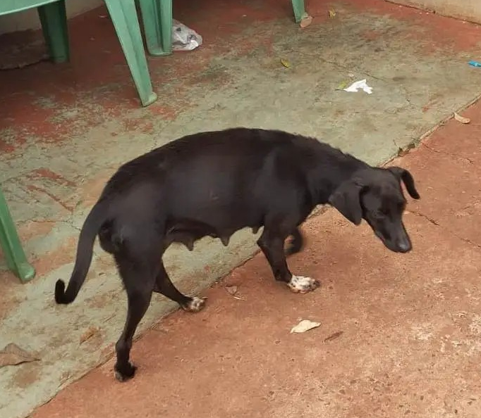 Animais em situação de abandono são resgatados após denúncias