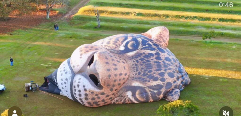 Balão em formato de onça-pintada estreia no céu do Pantanal de MS Balão em formato de onça-pintada estreia no céu do Pantanal de MS