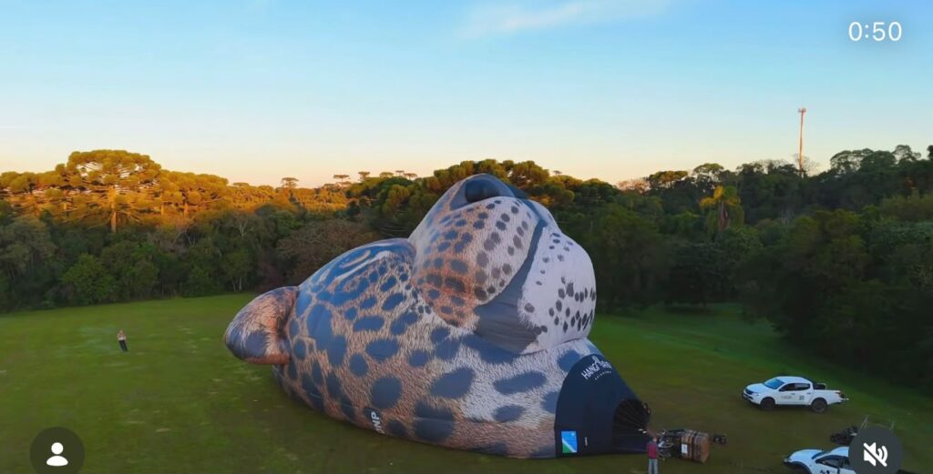 Balão em formato de onça-pintada estreia no céu do Pantanal de MS Balão em formato de onça-pintada estreia no céu do Pantanal de MS