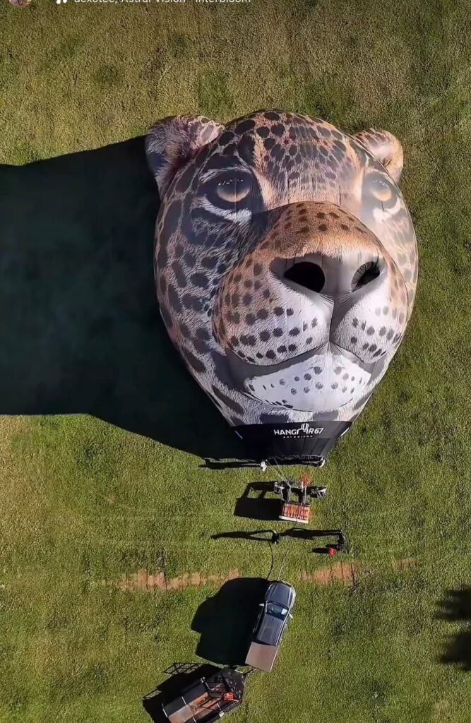 Balão em formato de onça-pintada estreia no céu do Pantanal de MS Balão em formato de onça-pintada estreia no céu do Pantanal de MS