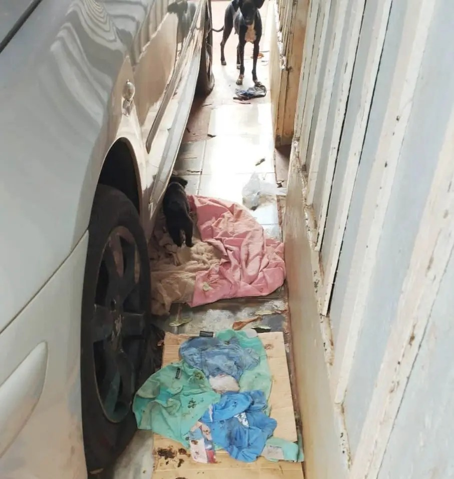 Animais em situação de abandono são resgatados após denúncias