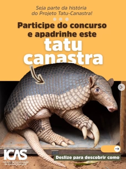Campanha busca nome para tatu-canastra monitorado em Mato Grosso do Sul Campanha busca nome para tatu-canastra monitorado em Mato Grosso do Sul