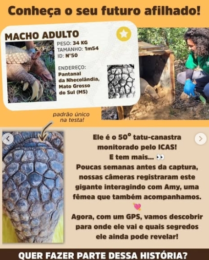 Campanha busca nome para tatu-canastra monitorado em Mato Grosso do Sul Campanha busca nome para tatu-canastra monitorado em Mato Grosso do Sul