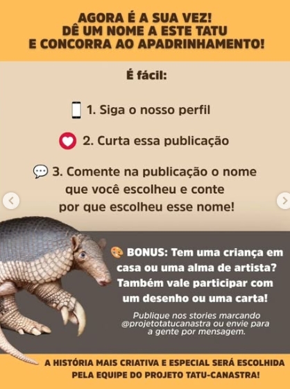 Campanha busca nome para tatu-canastra monitorado em Mato Grosso do Sul Campanha busca nome para tatu-canastra monitorado em Mato Grosso do Sul