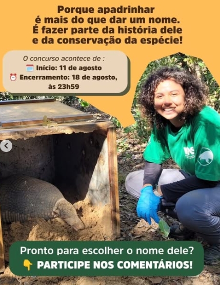 Campanha busca nome para tatu-canastra monitorado em Mato Grosso do Sul Campanha busca nome para tatu-canastra monitorado em Mato Grosso do Sul