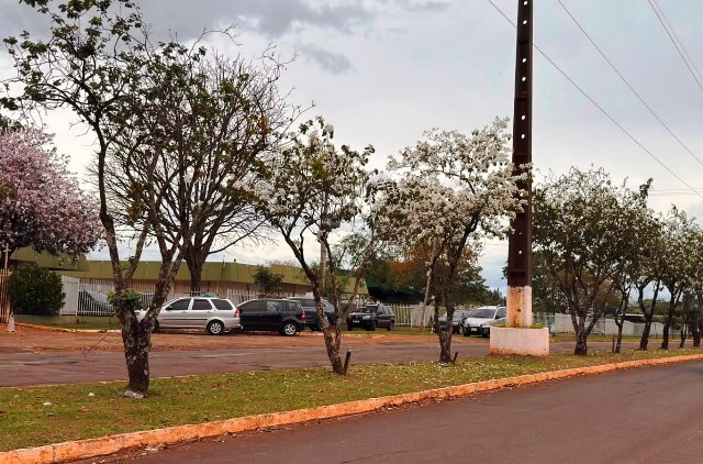 Ipês e outras árvores dão flores e colorem bairros e centro de Ponta Porã Ipês e outras árvores dão flores e colorem bairros e centro de Ponta Porã