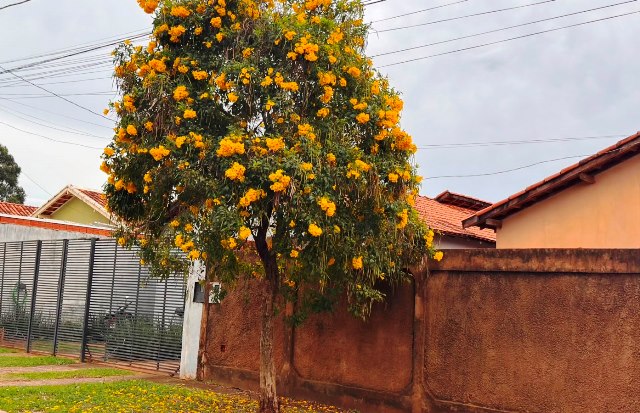Ipês e outras árvores dão flores e colorem bairros e centro de Ponta Porã Ipês e outras árvores dão flores e colorem bairros e centro de Ponta Porã