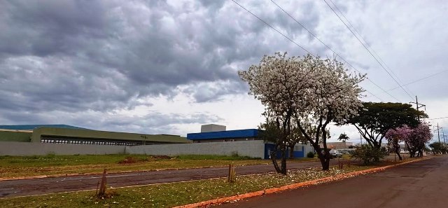 Ipês e outras árvores dão flores e colorem bairros e centro de Ponta Porã Ipês e outras árvores dão flores e colorem bairros e centro de Ponta Porã