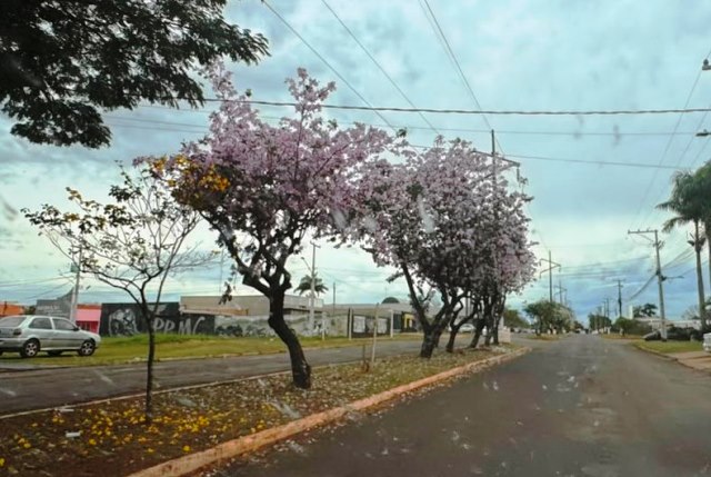 Ipês e outras árvores dão flores e colorem bairros e centro de Ponta Porã Ipês e outras árvores dão flores e colorem bairros e centro de Ponta Porã