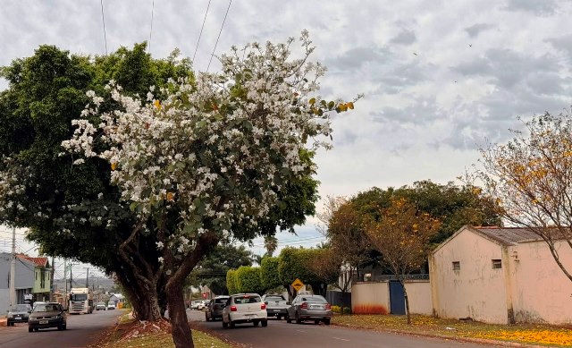 Ipês e outras árvores dão flores e colorem bairros e centro de Ponta Porã Ipês e outras árvores dão flores e colorem bairros e centro de Ponta Porã
