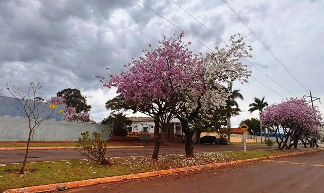 Ipês e outras árvores dão flores e colorem bairros e centro de Ponta Porã Ipês e outras árvores dão flores e colorem bairros e centro de Ponta Porã